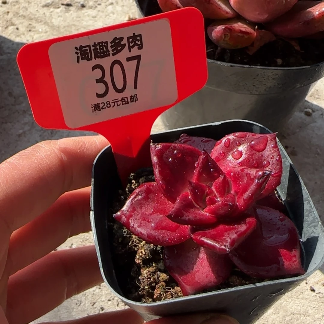 多肉植物，红色宽体罗宾