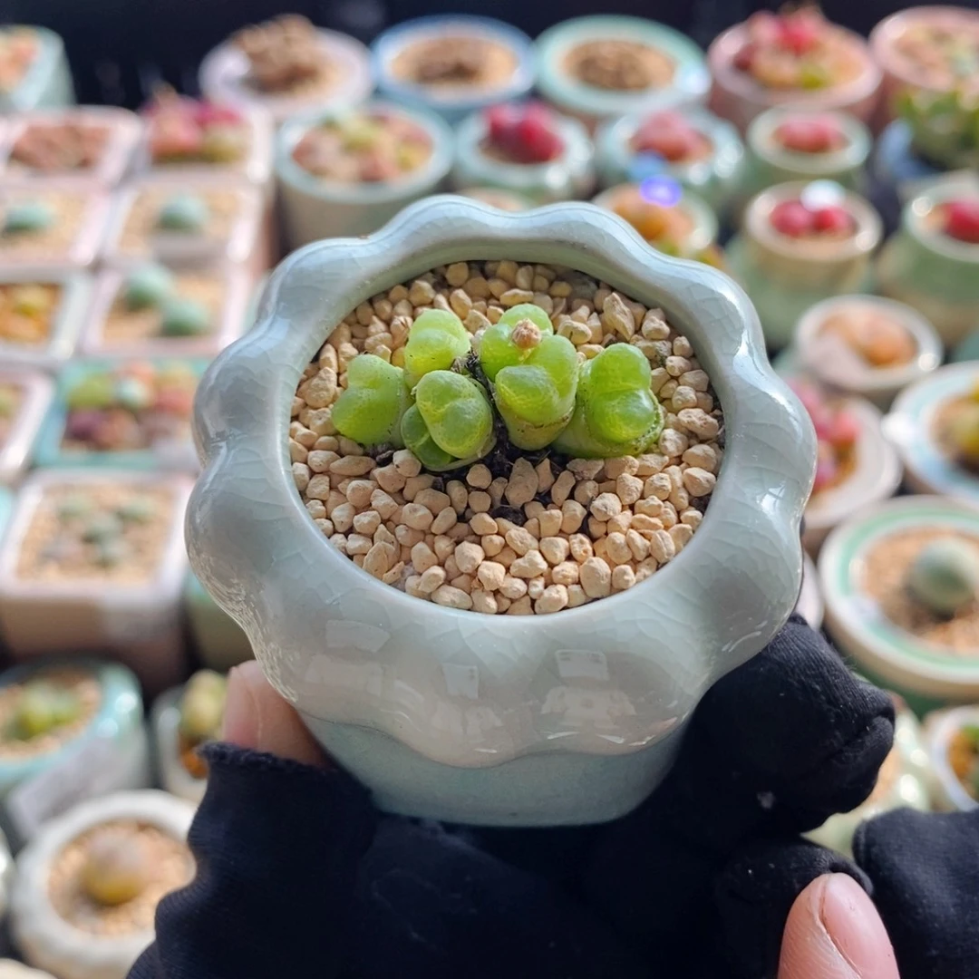 7638--一物一拍 带盆