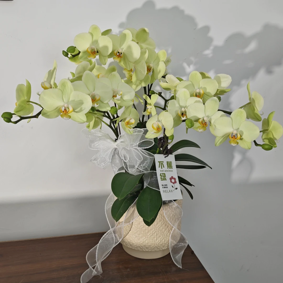 【卡利】欧品蝴蝶兰绿色系 高端稀有色系带花带花苞