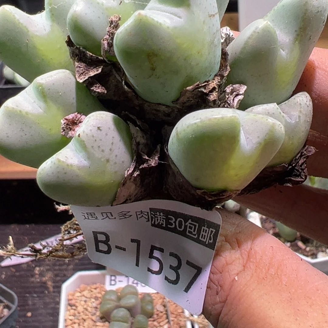 多肉植物111111111111