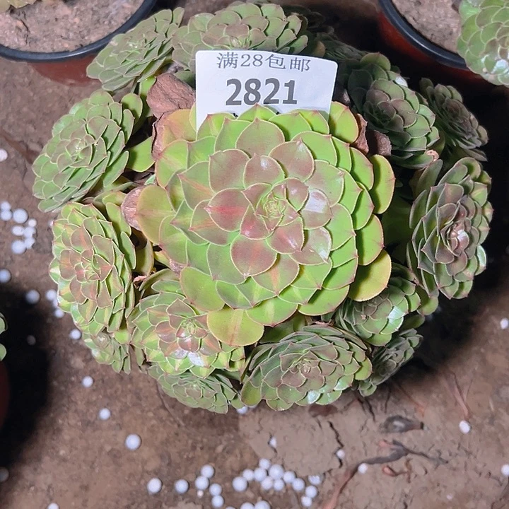 2821抹茶多肉植物保护