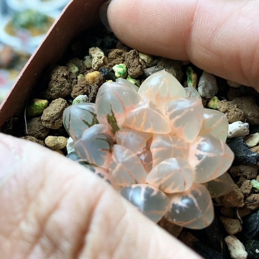 【闪购商品】健***忙红太阳46
