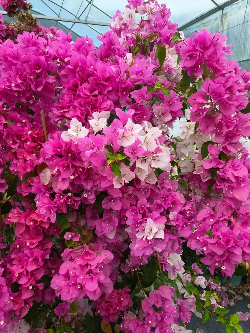 三角梅四季花卉（一物一拍）