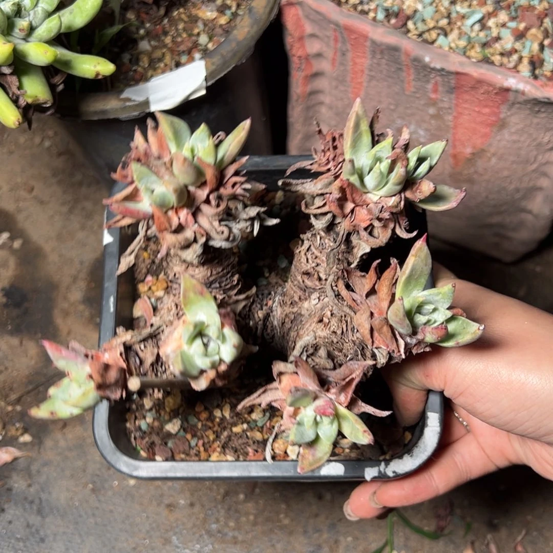 325苹果叶杂交多肉