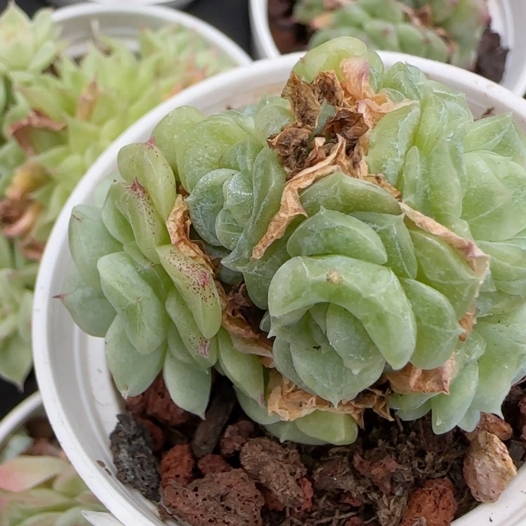 狗***板花语逸镜1025-325