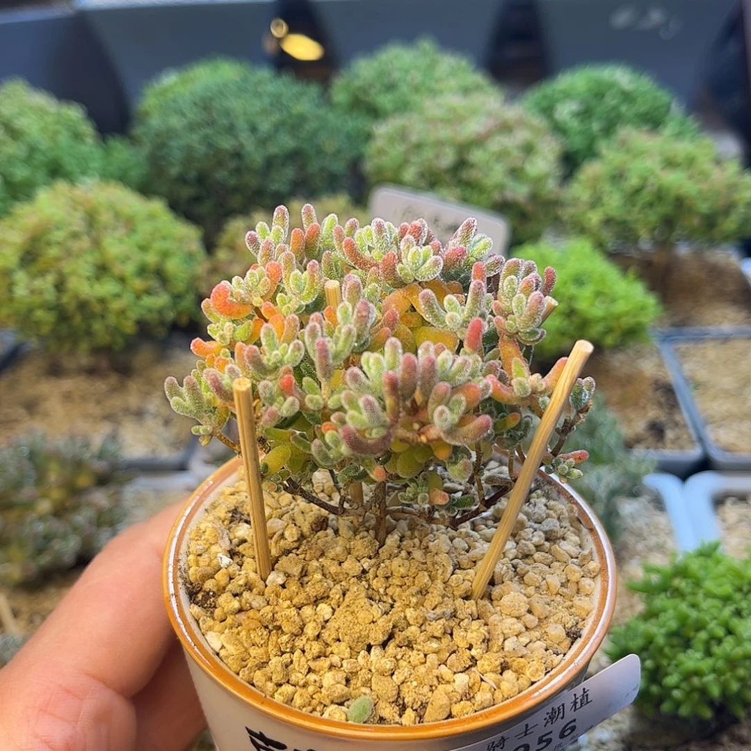 956实生优选冰晶枝干