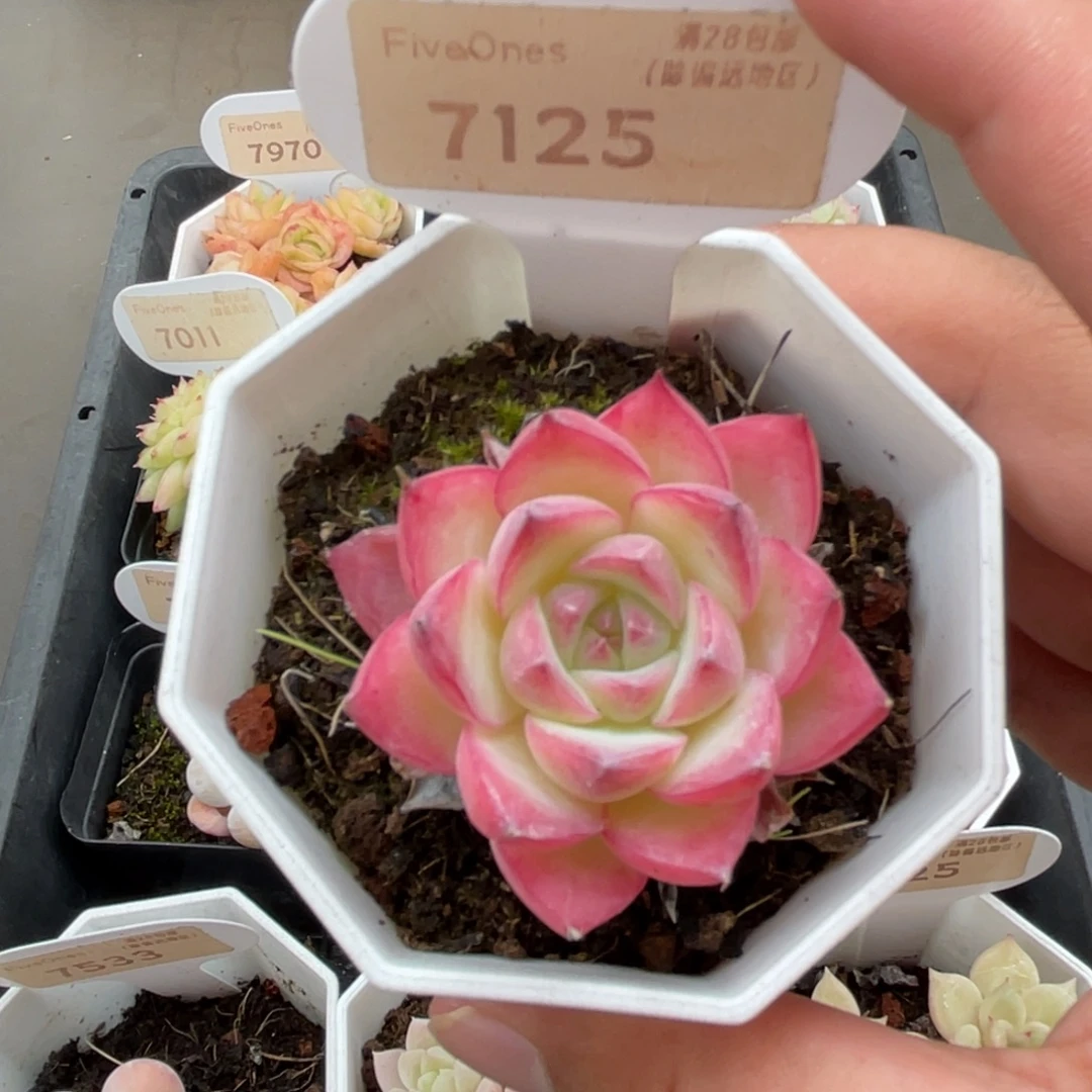 7125粉水晶 4.0厘米