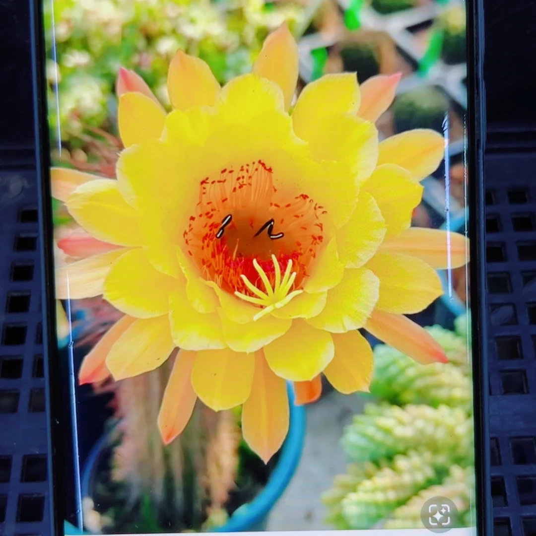 下48金妞皇冠歪无根侧芽5公分左右20包邮