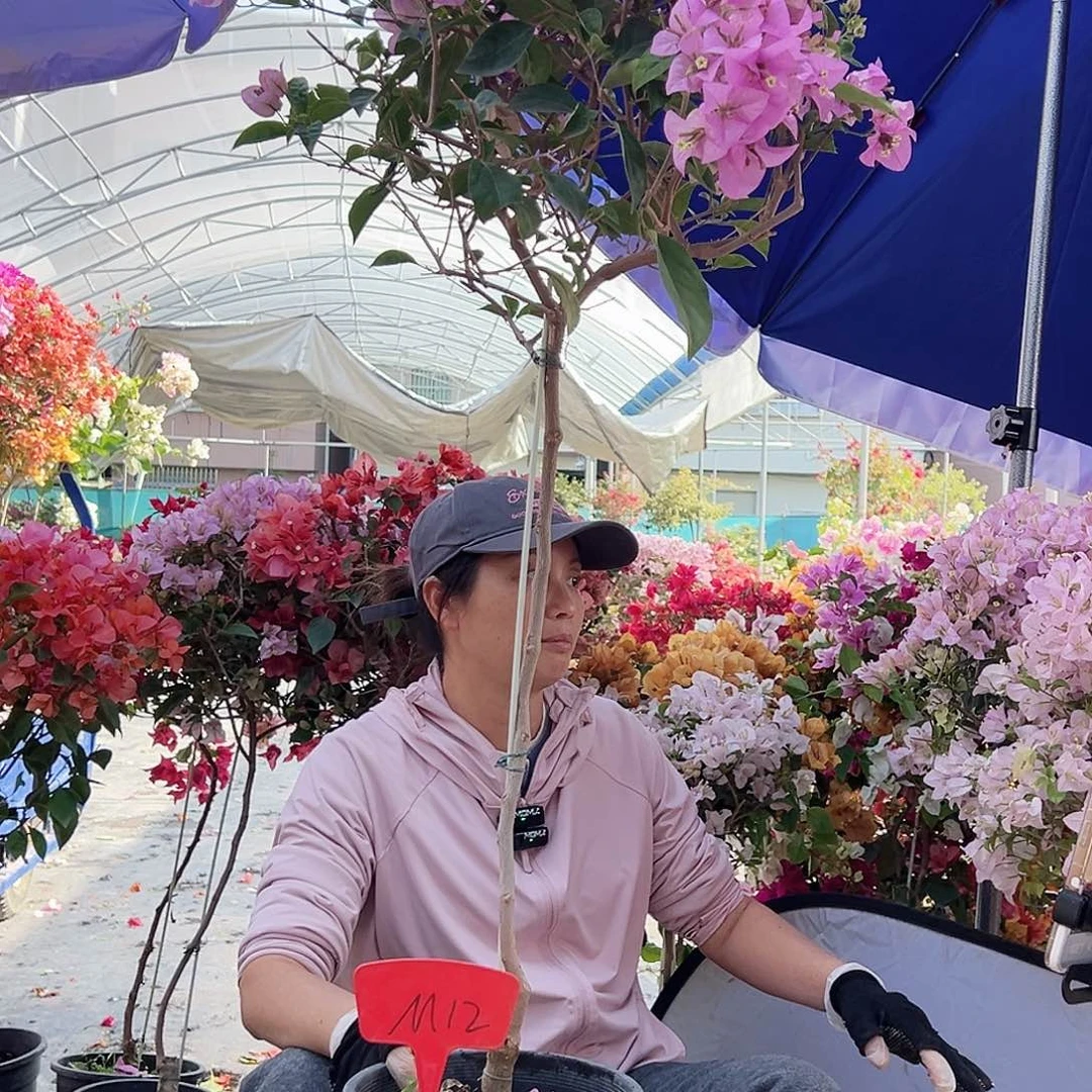 八***温大部分花苞少量开放M12赛佛里