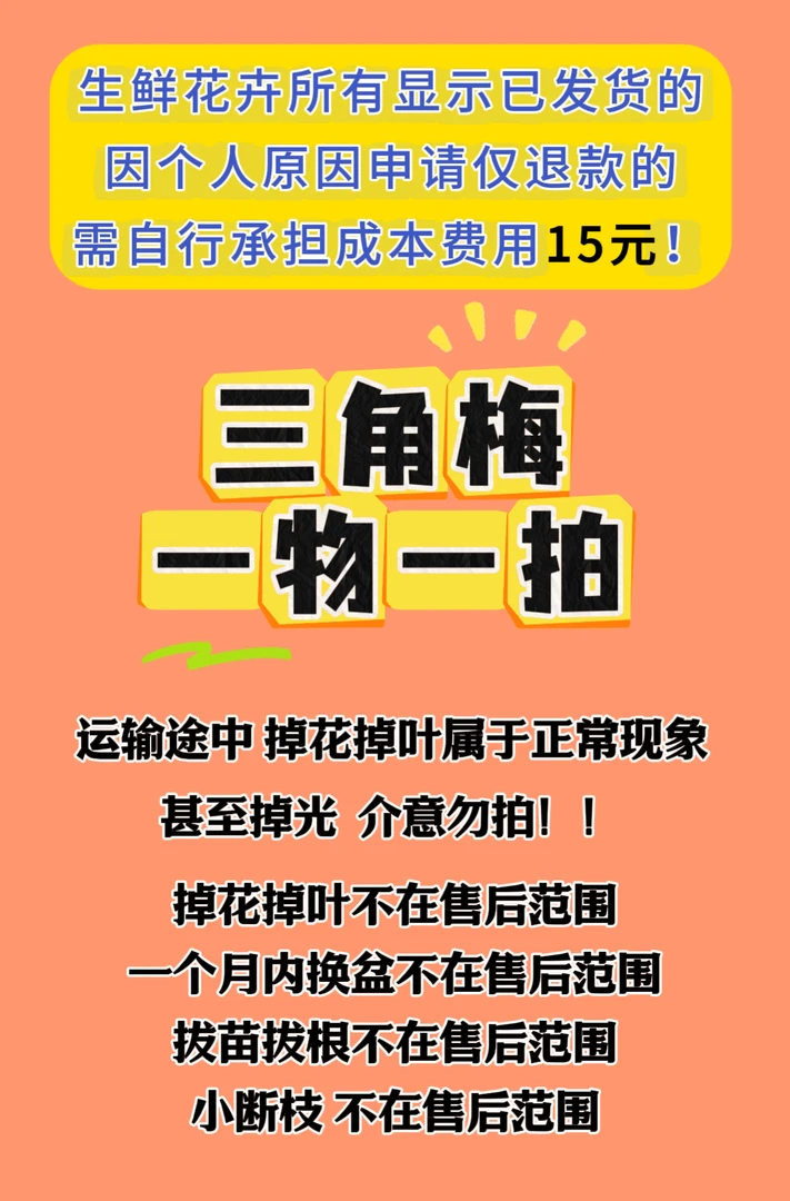 三角梅【一物一拍】三角梅花鲜花福建漳州基地直发