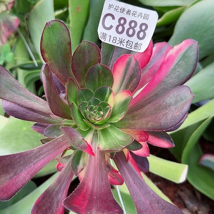 多肉法师花蝴蝶朵