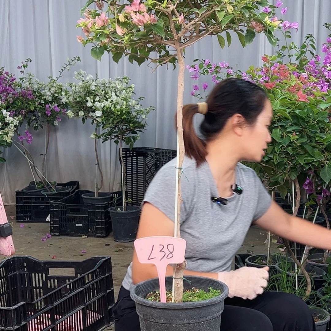 欣****大部分花苞少量开放L38魔法