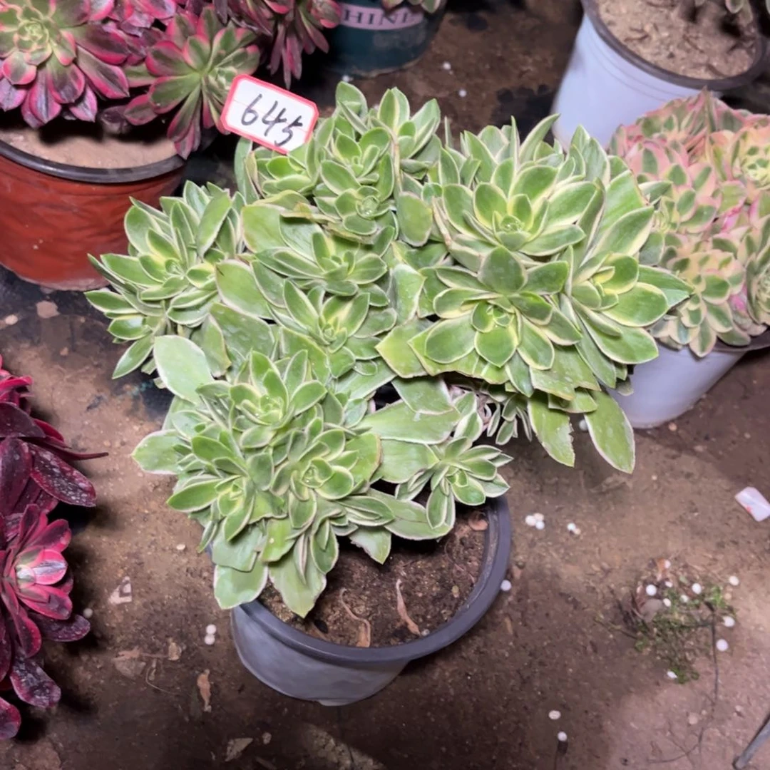 645多肉植物绿玫瑰