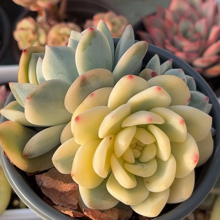 橙梦露锦一颗价格发货