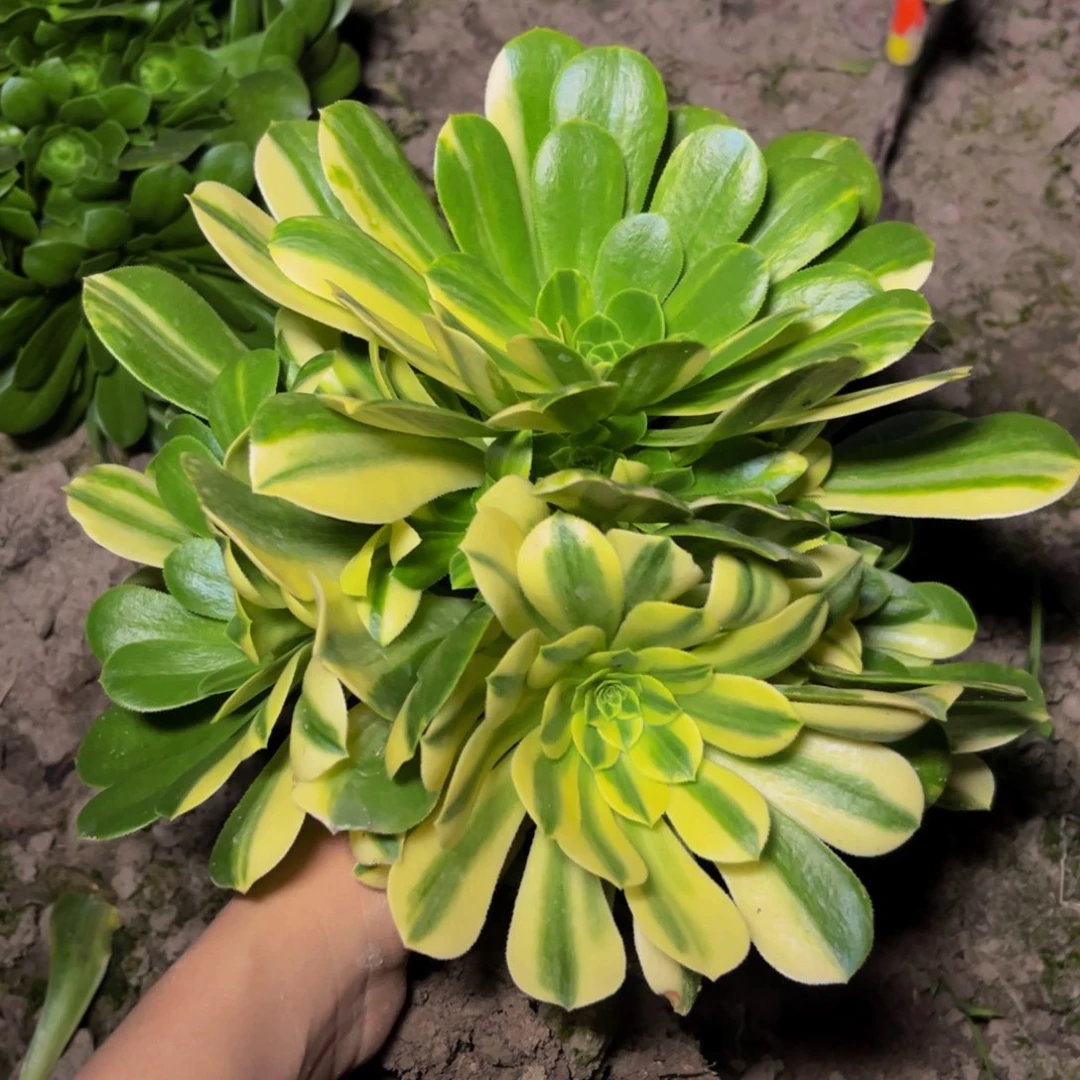 五彩琉璃多肉植物捧花的