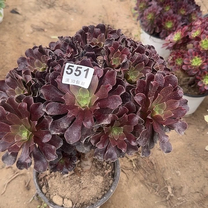 551。