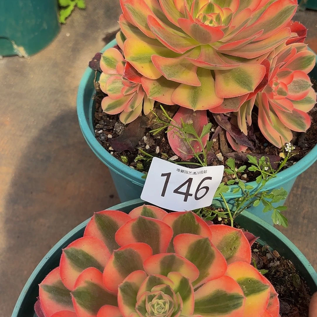 多肉植物福利146