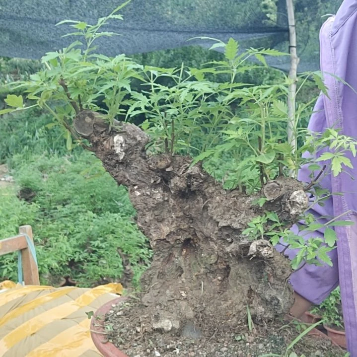 长***地当前无花栽培后可以开花