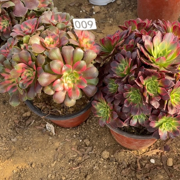 无花朵009多肉植物组合无售后