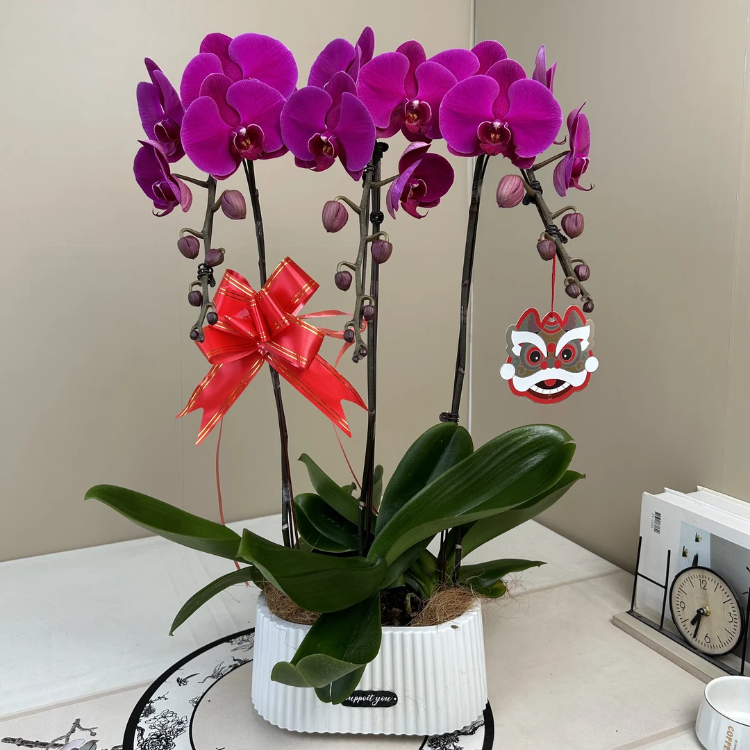 【大辣椒】-兰园-精品蝴蝶兰优选养活送礼卧室耐养绿植带花苞开花