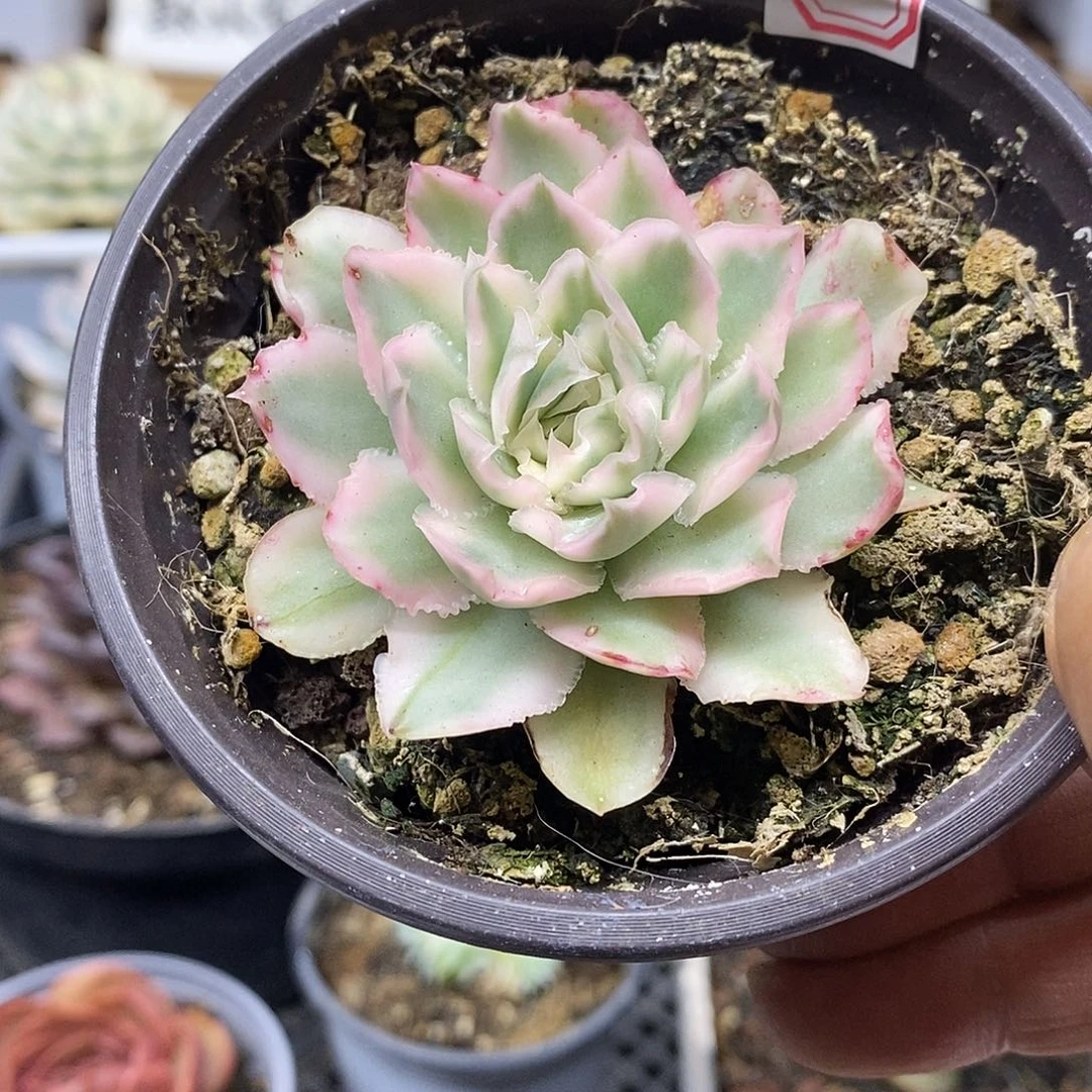 2276 小号紫蝴蝶锦