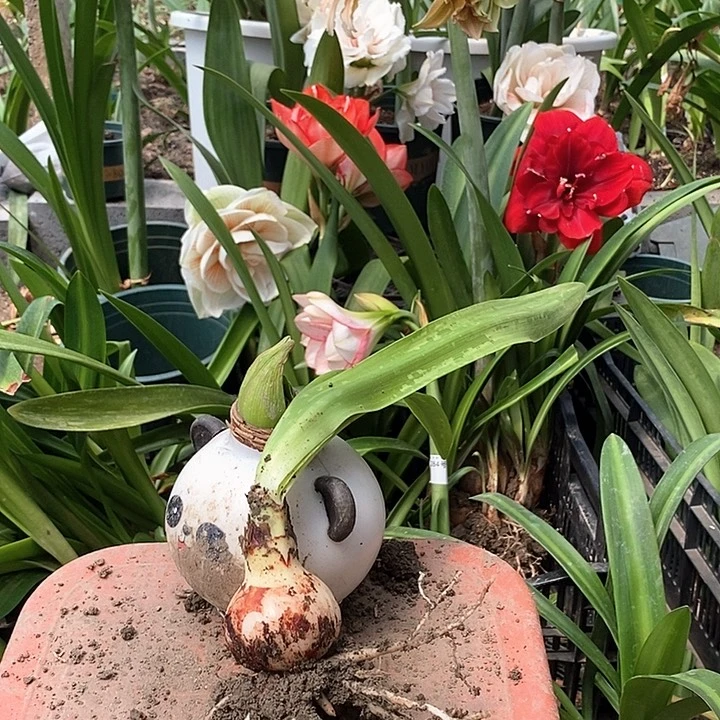 火焰戴斯5厘米303号