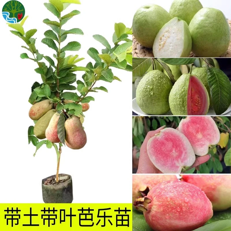 番石榴树苗芭乐红心果树果苗嫁接南北方种植庭院盆栽地栽四季果树