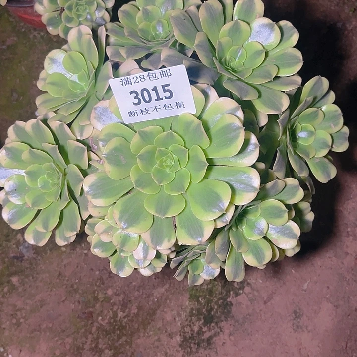 3015绿豆沙多肉植物