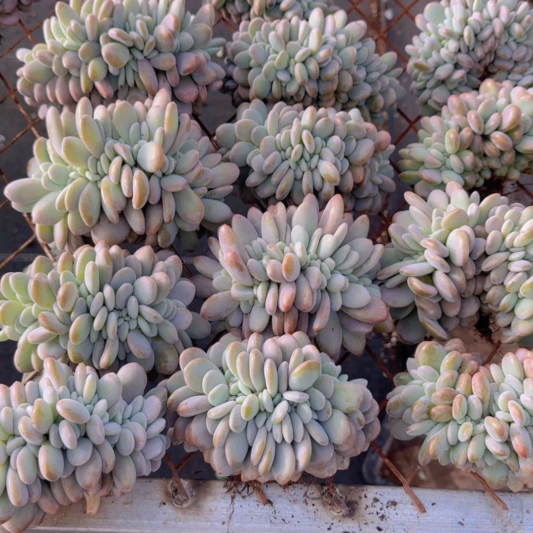 粉兔缀化多肉开播