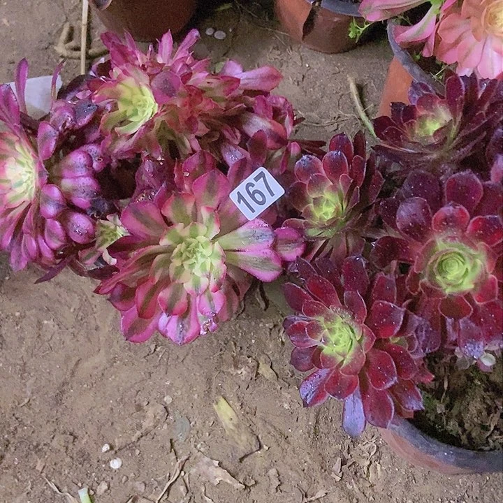 167两个老庄朵朵特价不周正有断指