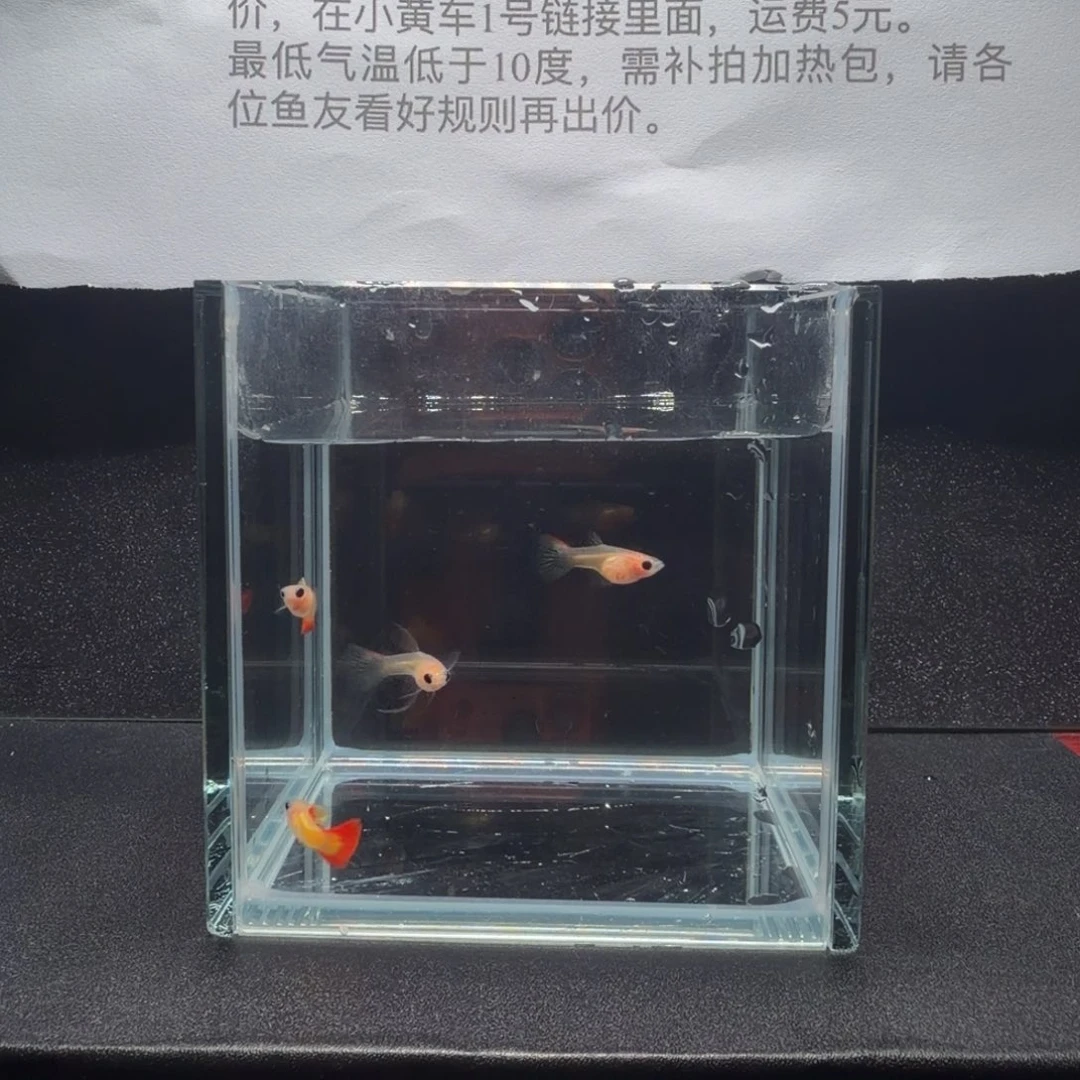 孔雀鱼皇家落日两对