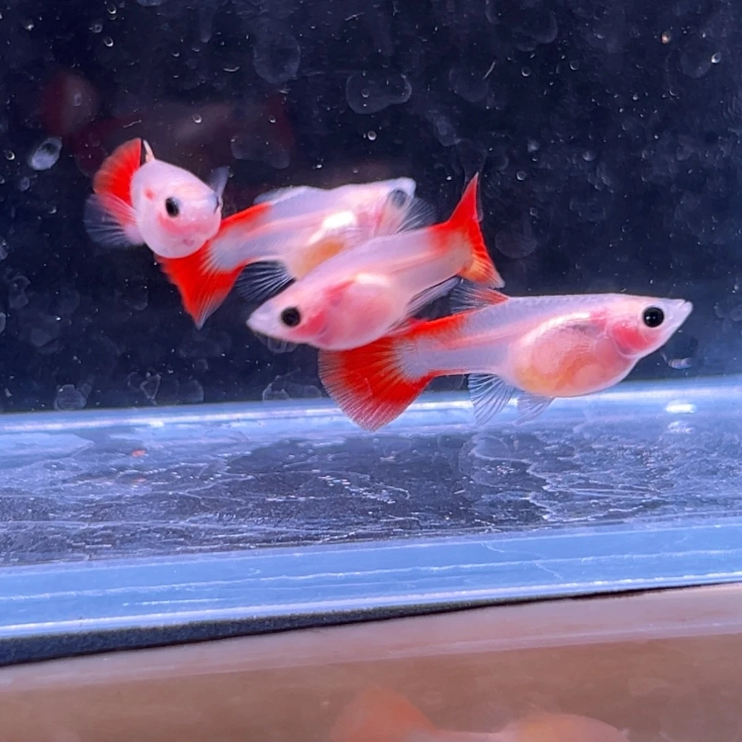 孔雀鱼琉璃玻璃猫一对备损一对