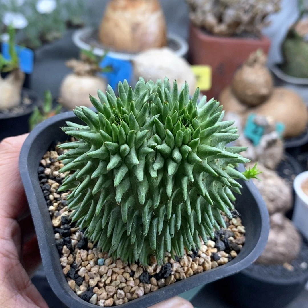 双头海胆大戟多肉