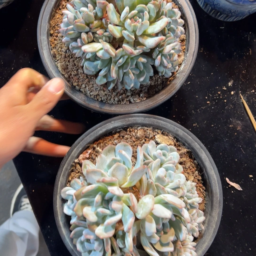 张***?新年快乐 新年快乐