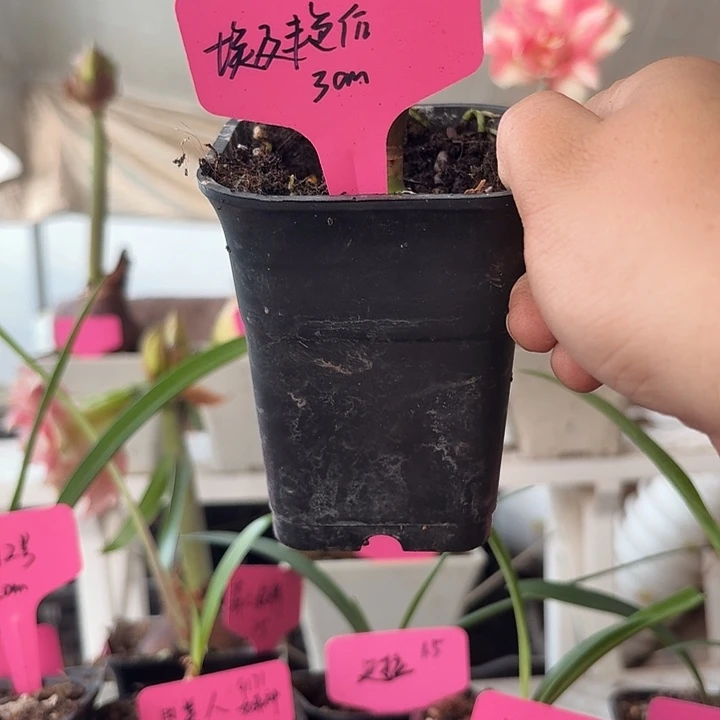 无花朵埃及艳后朱顶红直径3
