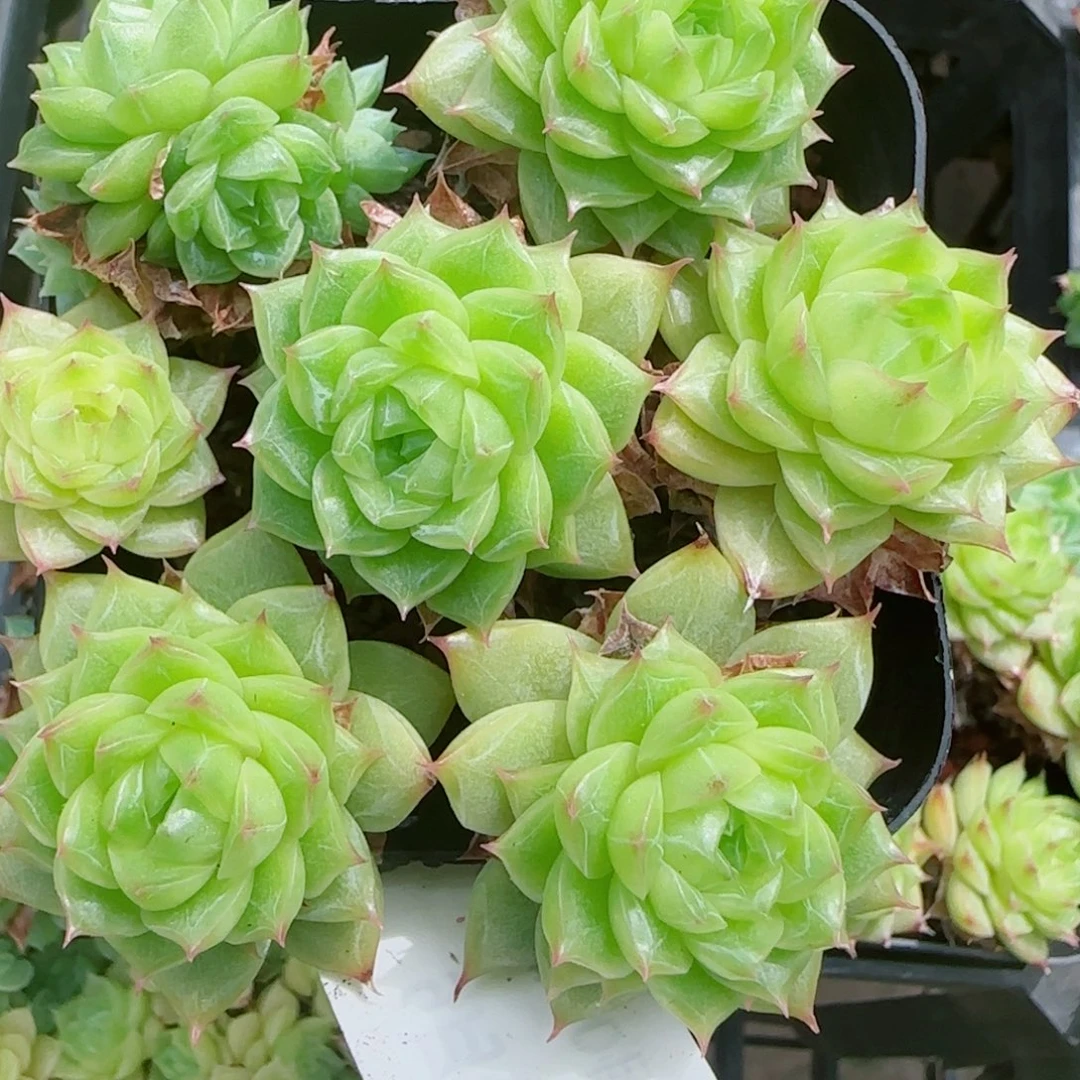 花语逸镜0909-95整