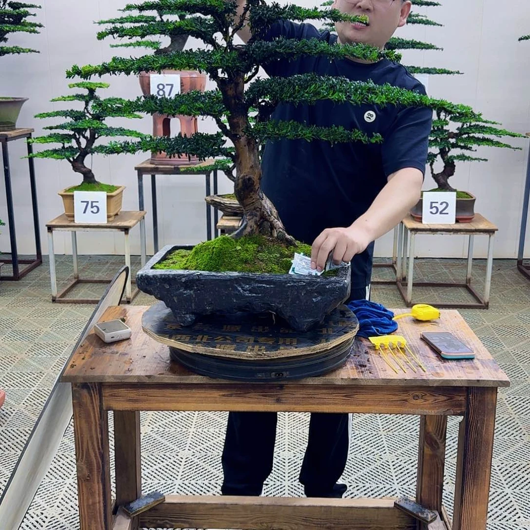无花朵珍珠罗汉松造型盆景
