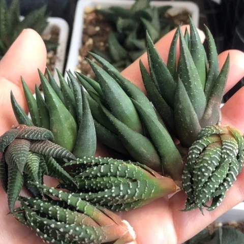 侧牙7颗一起发货哈哈哈