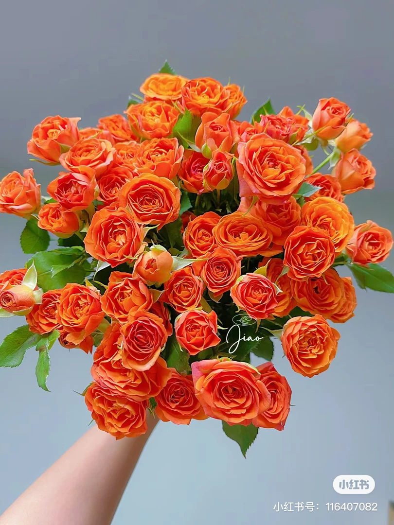 【好物鲜花】橙色芭比多头玫瑰10支两单包邮