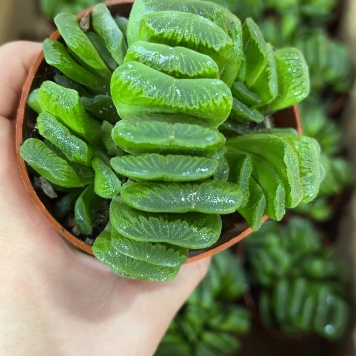 多头翡翠绿玉扇多肉植物