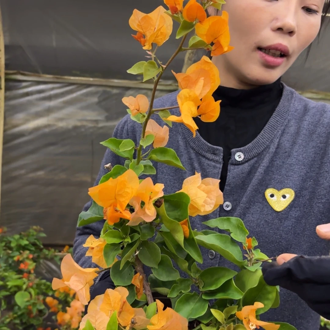 完全开放完全开放（金探戈）三角梅落花落叶光杆苗有大有小