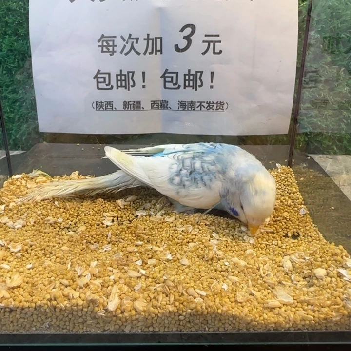 虎皮鹦鹉大头虎皮鹦鹉