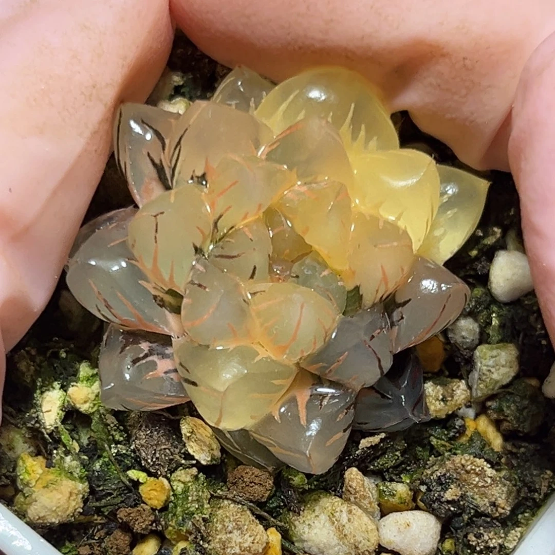 恭喜发财大吉大利0254