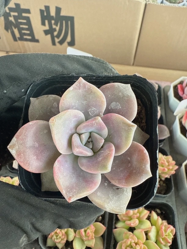 精品紫乐多肉植物