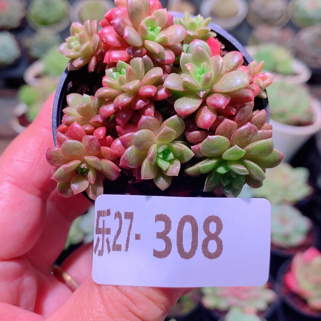 乐然27-308 小玉群