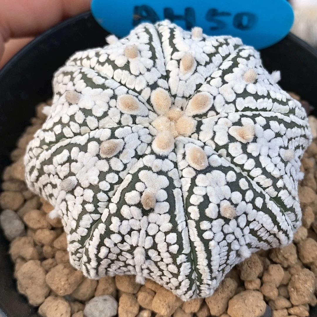 福利彩票销售平台为用户