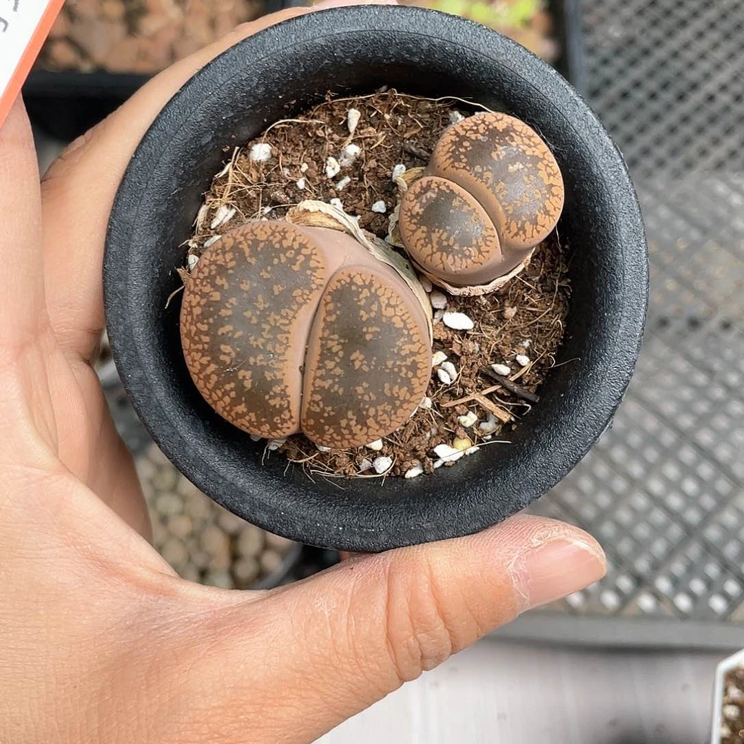 1938大棚清仓甩卖了