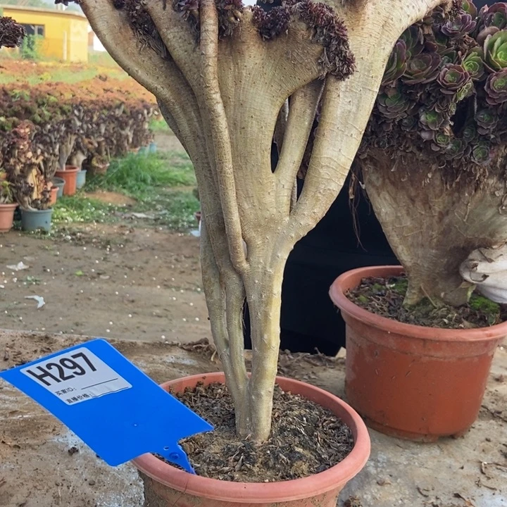 小***西297小黑豆小黑豆小黑豆