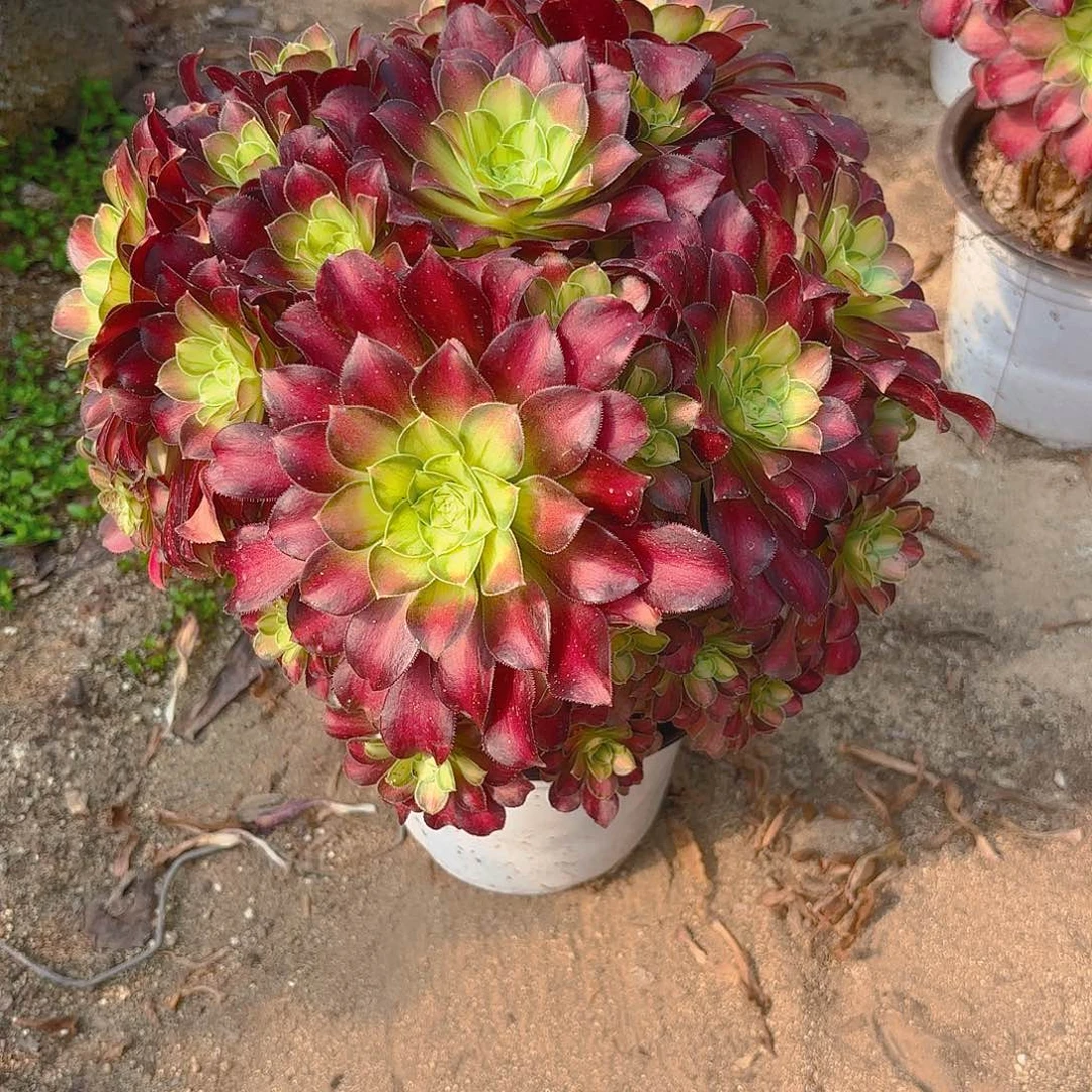 韶华老庄多肉植物