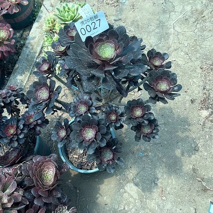 0027黑圆叶多肉植物